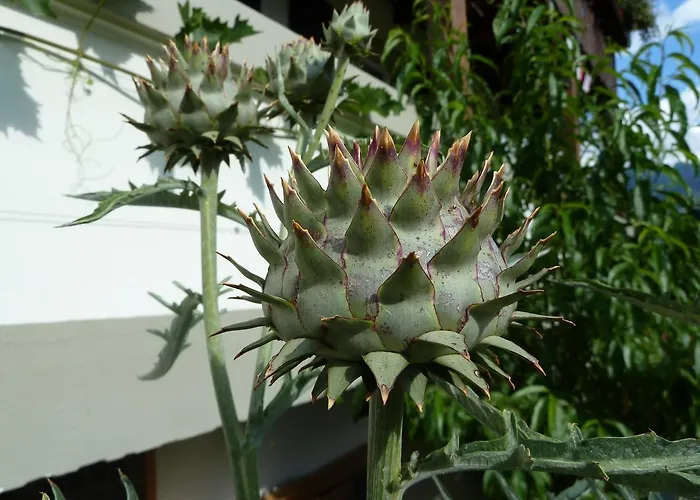 Gæstehus Restaurant Sunnmatt Aeschi Bei Spiez