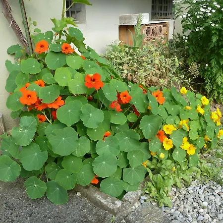 Restaurant Sunnmatt 게스트하우스 Aeschi Bei Spiez