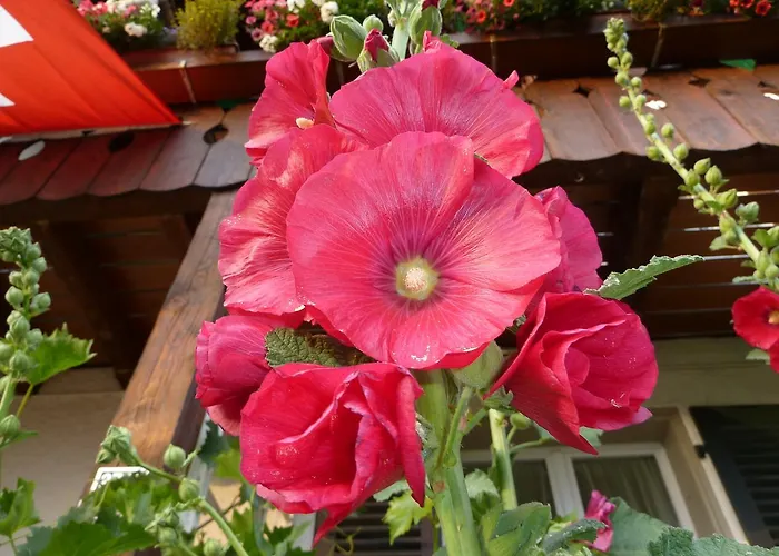 Restaurant Sunnmatt بيت ضيافة Aeschi Bei Spiez