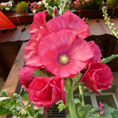 Restaurant Sunnmatt Guest house Aeschi Bei Spiez