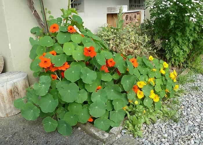 Restaurant Sunnmatt 게스트하우스 Aeschi Bei Spiez